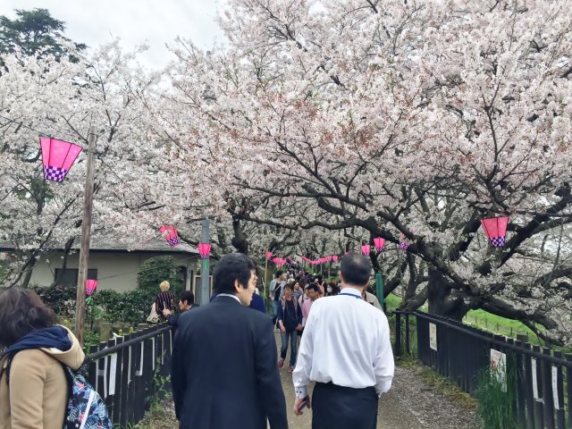 幸手桜